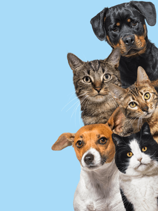 Animales: Lavanderías para Mascotas